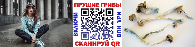 Галлюциногенные грибы ЛСД  Андреаполь 